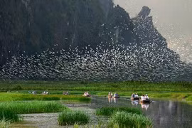 La réserve naturelle submergée de Van Long devient le 9e site Ramsar au Vietnam