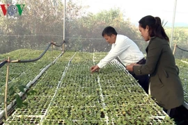 L’agriculture intelligente donne du tonus aux cultivateurs à Gia Lai