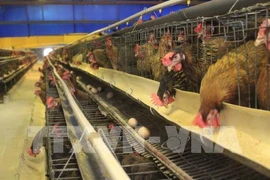 Programme polonais pour promouvoir la qualité des produits alimentaires
