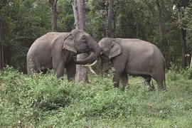L’heureuse reconversion des éléphants de Yok Dôn