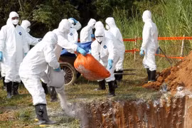 Le Cambodge signale le premier foyer de peste porcine africaine