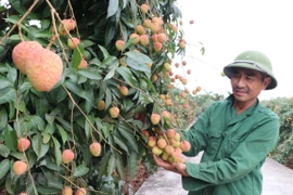 Hai Duong se prépare à l’exportation de litchis vers le Japon