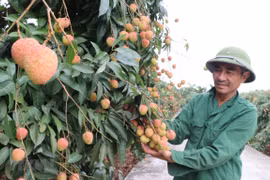 Hai Duong se prépare à l’exportation de litchis vers le Japon