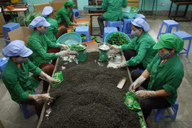 Thé: nécessiter de développer des produits haut de gamme