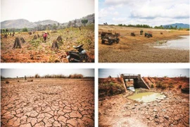 Le réchauffement climatique menace l’agriculture du Tây Nguyên
