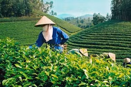 Le Pakistan, toujours le premier débouché du thé vietnamien