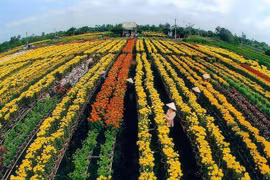 Les sites incontournables de Đông Thap