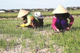 Le delta du Mékong à l’épreuve du changement climatique