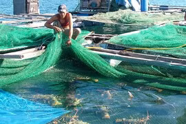 Aquaculture: un projet de 30 millions de dollars autorisé à Kiên Giang