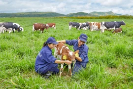 Vinamilk: fer de lance de l’industrie laitière vietnamienne
