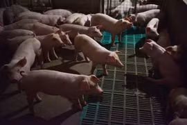 Promulgation d’une résolution pour faire face à la peste porcine africaine