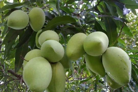 Tien Giang: coopération dans l’exportation de mangues en République de Corée