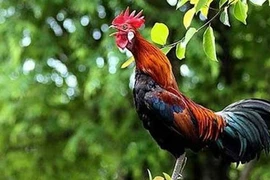 "Dominer le chant du coq" pour la chance et le bonheur