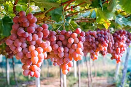 L'Australie promeut ses exportations de raisins frais sur le marché vietnamien