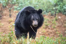 Sauvetage d’un ours noir d’Asie capturé depuis près de 30 ans