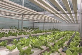 Quand les décharges deviennent des jardins de légumes bio