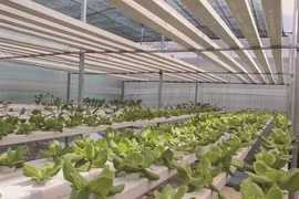 Quand les décharges deviennent des jardins de légumes bio