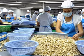 Noix de cajou: prévision de 450.000 tonnes exportées en 2019