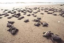 Côn Dao, sanctuaire des tortues vertes
