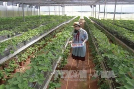 Da Lat met l'accent sur le tourisme à la ferme