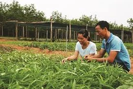 La culture des légumes bio, une affaire de couple à Quang Binh