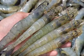 Les exportations nationales de crevettes pourraient retrouver des couleurs au 2e semestre
