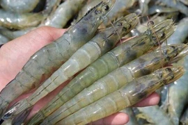 Les exportations nationales de crevettes pourraient retrouver des couleurs au 2e semestre