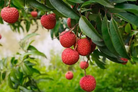 Le litchi vietnamien officiellement exporté au Japon