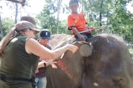 Animals Asia finance un projet de conservation des éléphants à Dak Lak