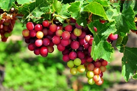 Fête du vin et des raisins de Ninh Thuân 2019