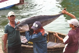 Le Vietnam se dirige vers une pêche durable