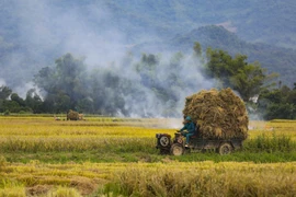Transportant du riz dans les champs de Muong Thanh. Photo : Xuan Tu /VNA