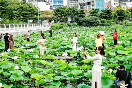 Hanoï, l'une des zones de culture du lotus les plus célèbres du pays. Photo: VNA