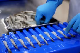 Crevettes transformées pour l'exportation (Photo : VNA)