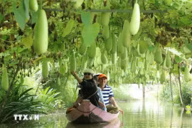 L'agrotourisme, englobant des activités liées à l’agriculture, aux agriculteurs et aux paysages ruraux, est un type de tourisme innovant offrant des expériences immersives, divertissantes et éducatives, de plus en plus prisé. Photo : VNA