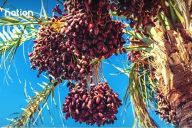 La Thaïlande interdit l'exportation d'huile de palme brute jusqu'en décembre (Photo : nationthailand.com)