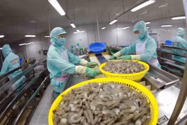 Chaîne de transformation de crevettes à l'usine de Minh Phu Seafood Corporation (Photo : VNA)