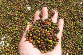 Rien qu'en novembre, le Vietnam a expédié à l'étranger 15 948 tonnes de poivre de tous types, d'une valeur de 106,5 millions de dollars. (Photo : VNA)