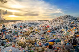 Photo: arowanaco.com