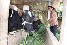 La famille de Tran Thi My Duyen, dans le chef-lieu de Tra Cu, district de Tra Cu, est sortie de la pauvreté en 2023 grâce à l'accès à de nombreuses politiques de soutien. Photo: VNA