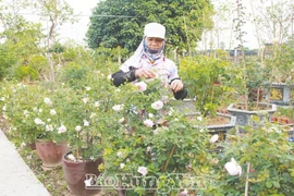 La culture de fleurs et de plantes ornementales dans des zones riveraines du district de Van Giang apporte une grande efficacité économique. Photo: baohungyen.vn