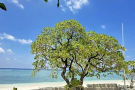 La beauté majestueuse du manioc marron et du veloutier bord de mer à Truong Sa