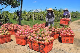 Les fruits du dragon, l'un des principaux produits d'exportation vers la Chine. Photo: VNA