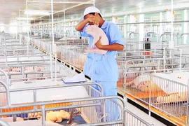  Élevage: le marché vietnamien, un eldorado pour les entreprises étrangères