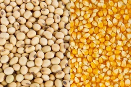 Matières premières de l'alimentation animale: l’Argentine, premier fournisseur du Vietnam