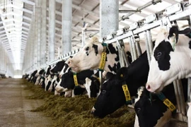 Le Vietnam exportera son premier lot de lait en Chine en octobre