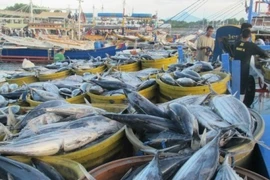 Les Philippines augmentent leurs achats de thon vietnamien