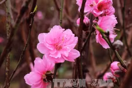 Au village de Nhât Tân, les fleurs de pêcher de toujours sourient au vent de l’Est 