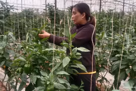 Les femmes ethniques créent une percée dans le développement de l’agriculture high-tech à Lâm Dông