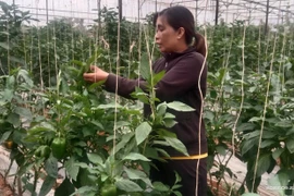 Les femmes ethniques créent une percée dans le développement de l’agriculture high-tech à Lâm Dông